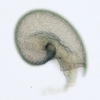 Gorgoleptis spiralis
