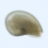 Lepetodrilus spp.