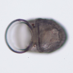 Lirapex granularis aperture