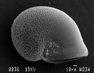 Pachydermia laevis SEM