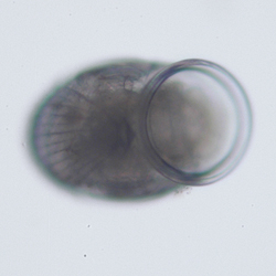 Peltospira spp. aperture