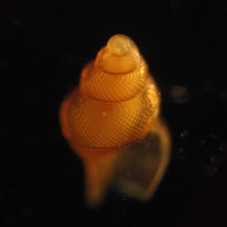 Phymorhynchus sp. 