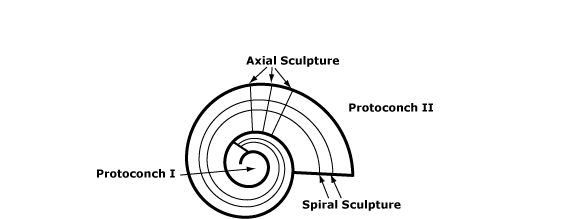 coiled gastropod diagram