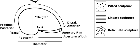 planispiral gastropod diagram