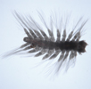 large polynoid