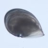 Unknown peltospirid 240µm