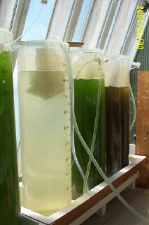 algae food