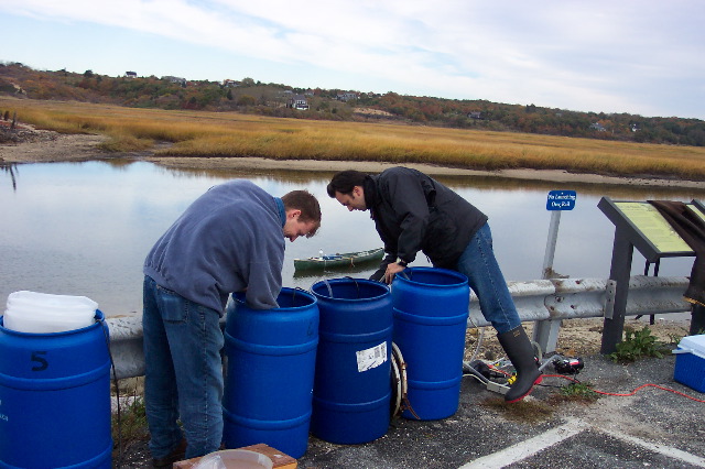 Matt and Matt sampling at Pamet Harbor