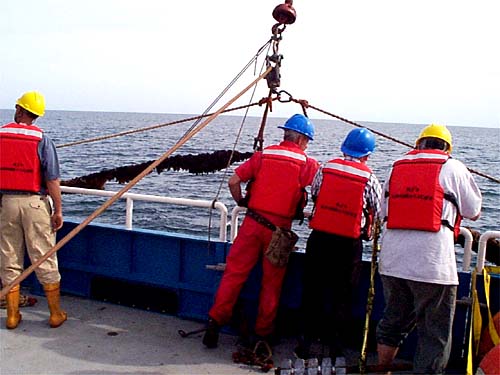 Inspection of the longline