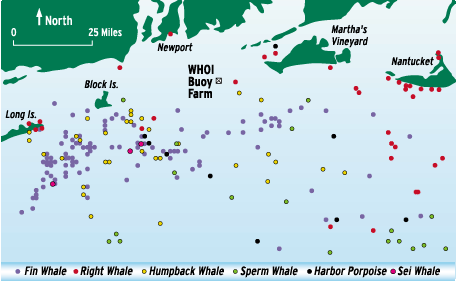WHOI Buoy Farm and Marine Mammal Sightings
