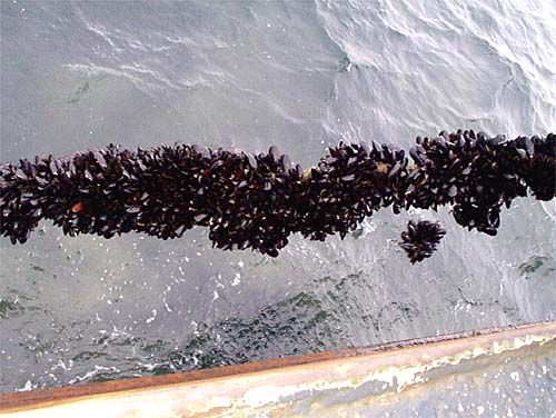 Mussel Growth on Anchor Lines