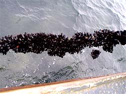 Mussel Growth on Anchor Lines