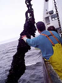 Mussel Growth on the Anchor Line