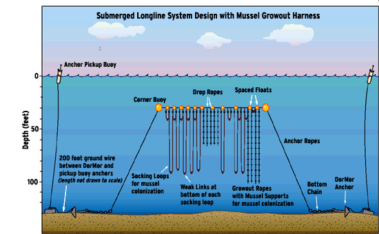 Submerged Longline System Design with Mussel Growout Harness