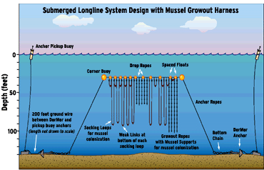 Submerged Longline System Design with Mussel Growout Harness