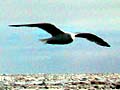 Kittiwakes flying