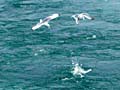 Kittiwakes diving