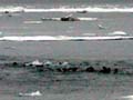 swimming herd of walruses