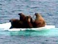 walruses on ice