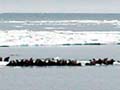 panoramic view of walruses