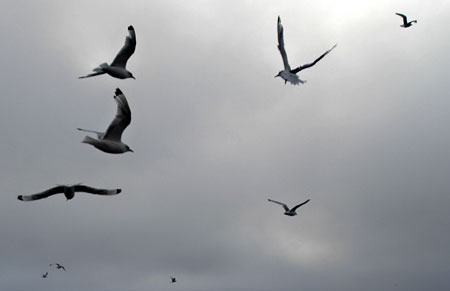 Kittiwakes