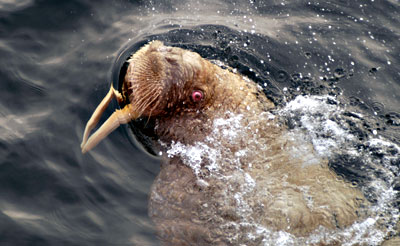 Walrus