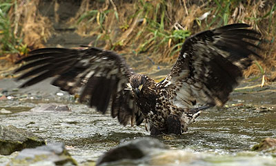 Pouncing eagle