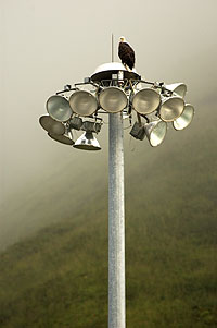 Eagle