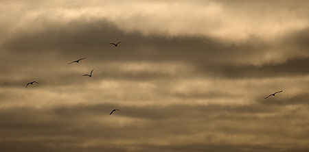 Gulls