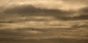 Gulls