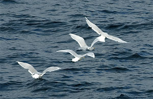 Gulls