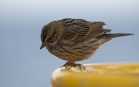 Sparrow