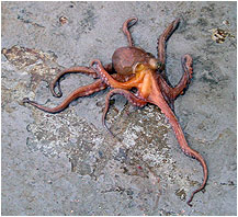 Octopus