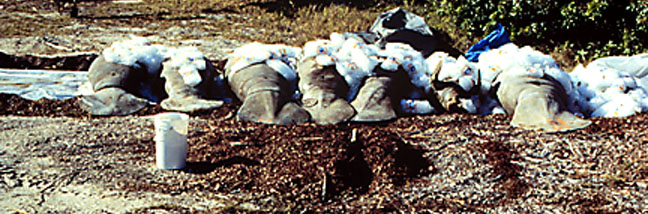 Dead Manatees piled up along the West Coast of Florida
