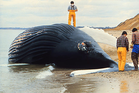 dead humpback whale washed ashore on Cape Cod