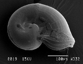Bathymargarites symplector SEM