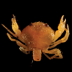 Bythograea thermydron