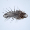 Glycera sp.