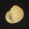 Laeviphitus sp.