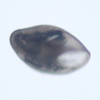 Neolepetopsis sp. oblique view