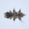 Nereis sp.