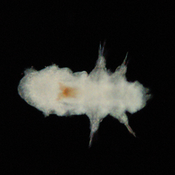 Ophryotrocha sp. darkfield