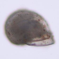 Pachydermia laevis