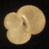Planktonic foram