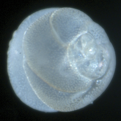 Tretomphalus dorsal side