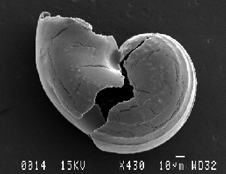 Unknown 8 SEM