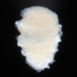 Unknown Polychaete B