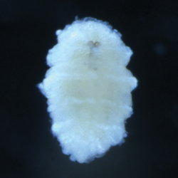 Unknown Polychaete B
