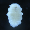 Unknown Polychaete B