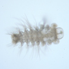 Chaetosphaerid
